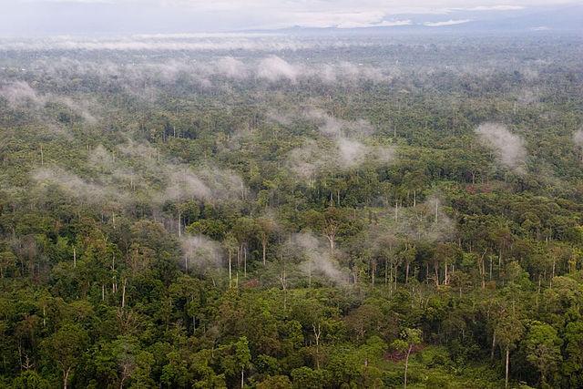 Hutannya Bagus, Pemerintah Akan Buka Lahan Investasi Hijau di Papua