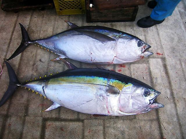 Sejumlah Negara Mulai Pulih dari Wabah, Ekspor Ikan Aceh Bergairah Lagi