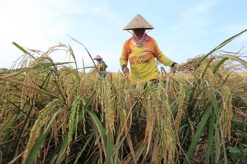 Mentan: Pertanian Penting Topang Pertumbuhan Ekonomi Indonesia