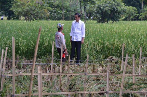 Presiden Jokowi Selfie dan Sapa Petani Jatigede