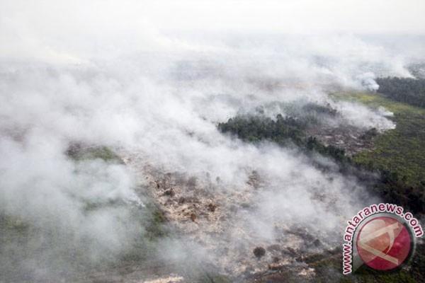 Kebakaran hutan di Riau. (Antara)