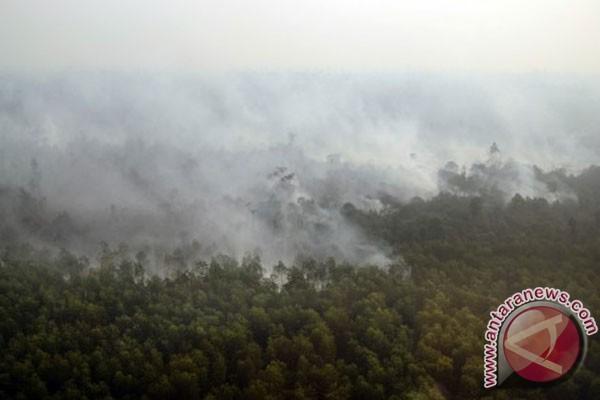 Ilustrasi. Kebakaran hutan. Foto: Antara