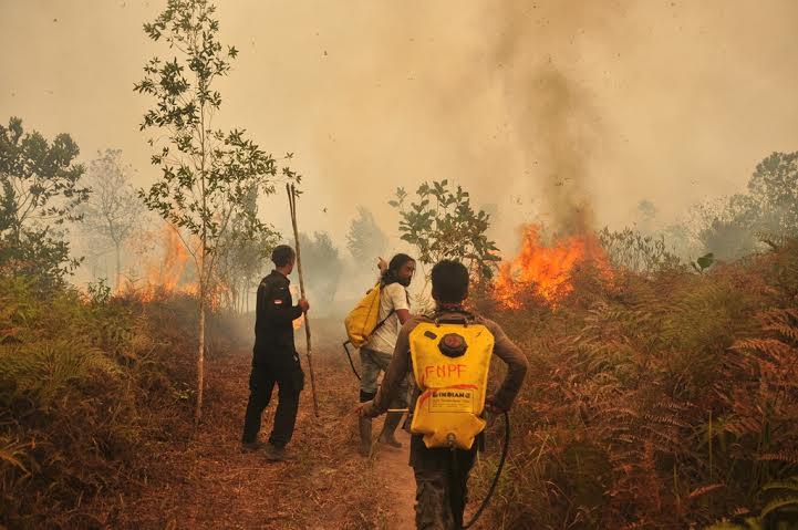 40 Ribu ha Kawasan TN Tanjung Puting Hangus, Api Diduga dari Kebun Sawit