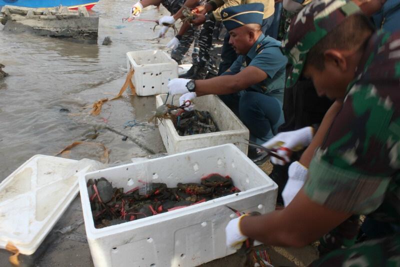 TNI AL Nunukan Gagalkan    Penyelundup Ribuan Kepiting Betina Ke  Malaysia 