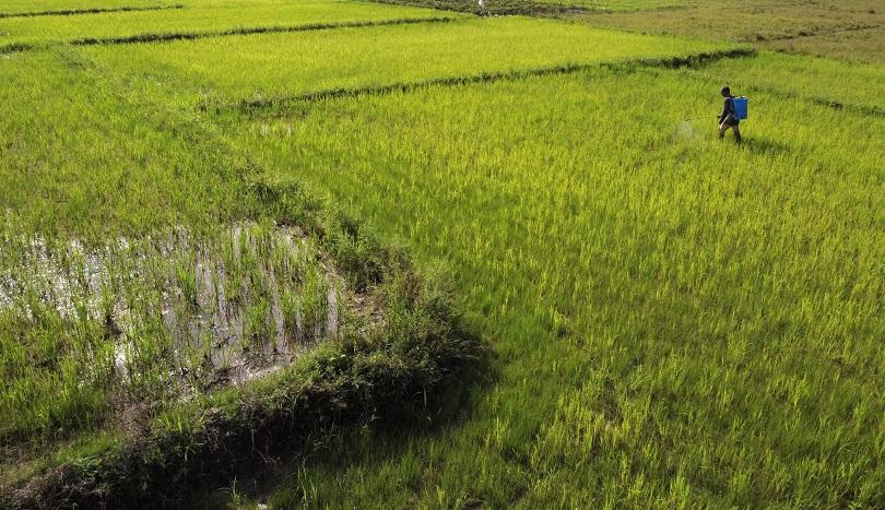 DPR: Food Estate Belum Berhasil Atasi Persoalan Pangan di Indonesia 