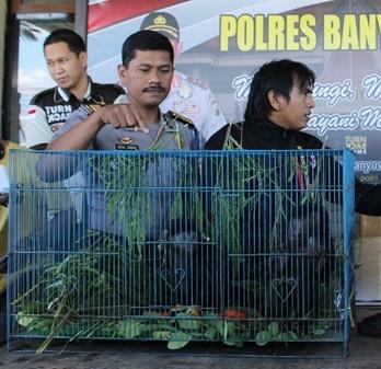 Kepolisian Banyuwangi Jebak Penjual  Lutung Jawa 