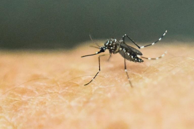 Penelitian: Basmi Malaria dengan Rekayasa Genetik