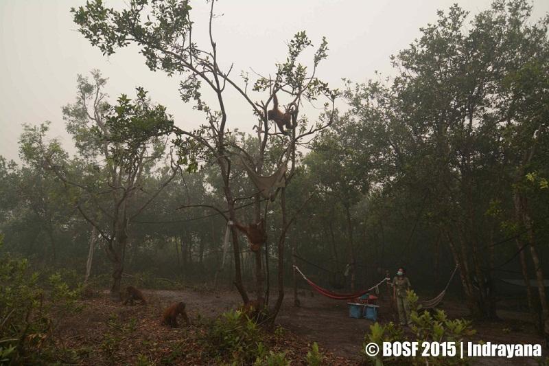 100 Hektare Hutan Tempat Rehalibitasi Orangutan Terbakar