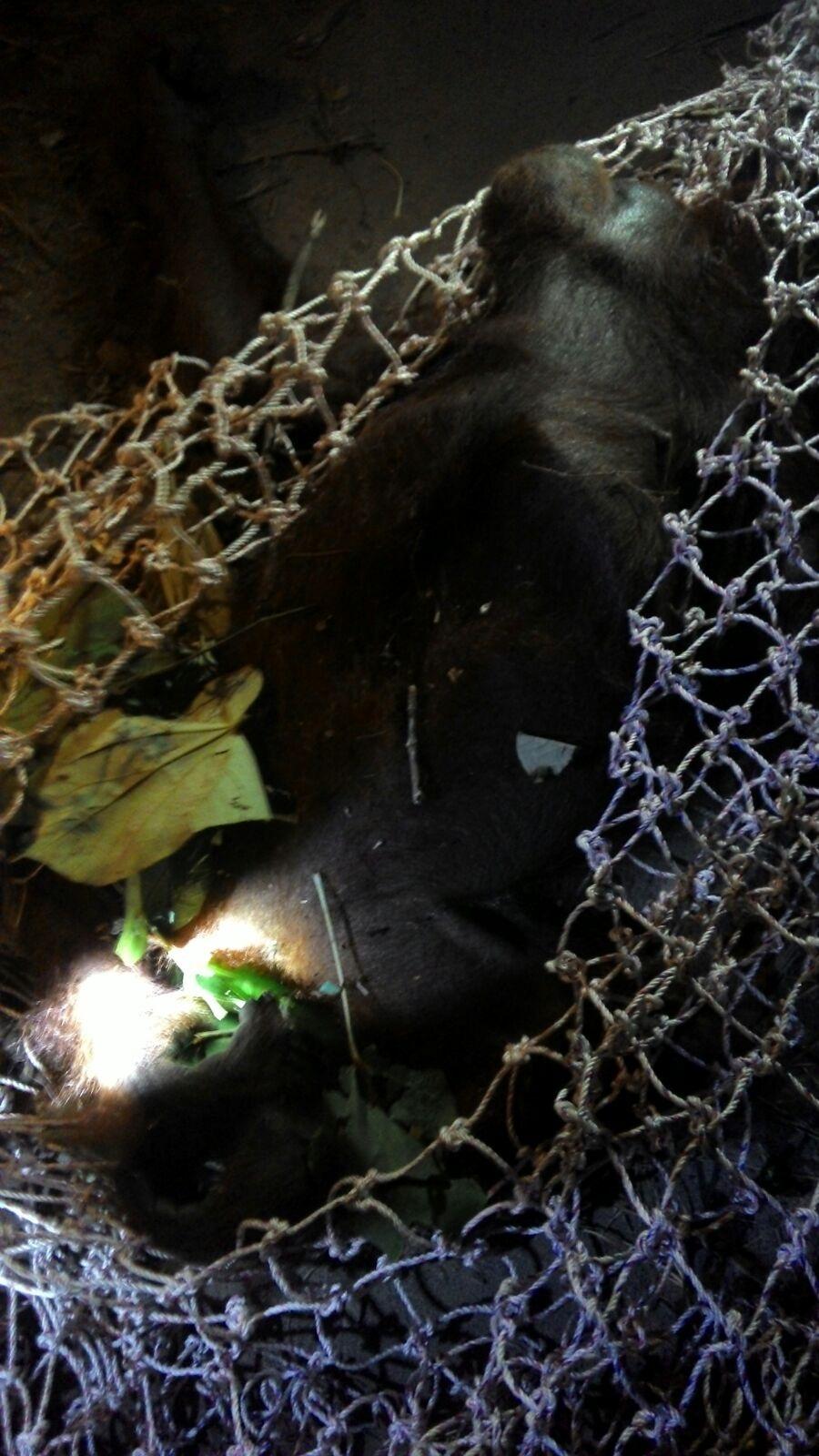 BKSDA Pangkalan Bun Selamatkan Orangutan dari Kebun Warga