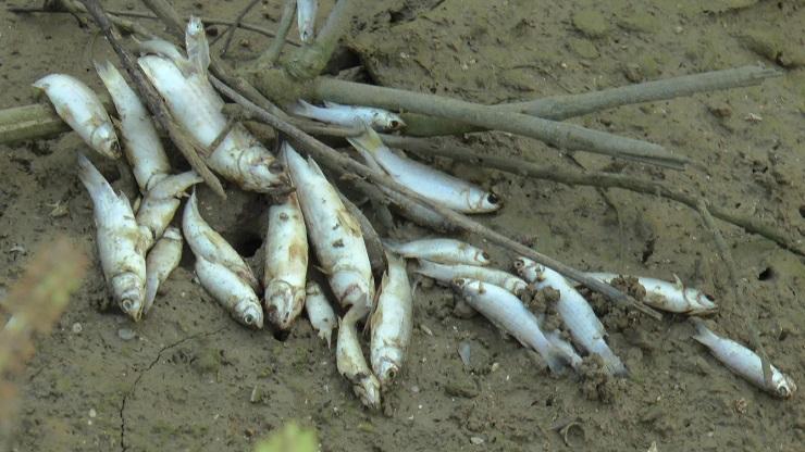 Sungai Tercemar Bahan Kimia, Ribuan Ikan di Banyumas Mati