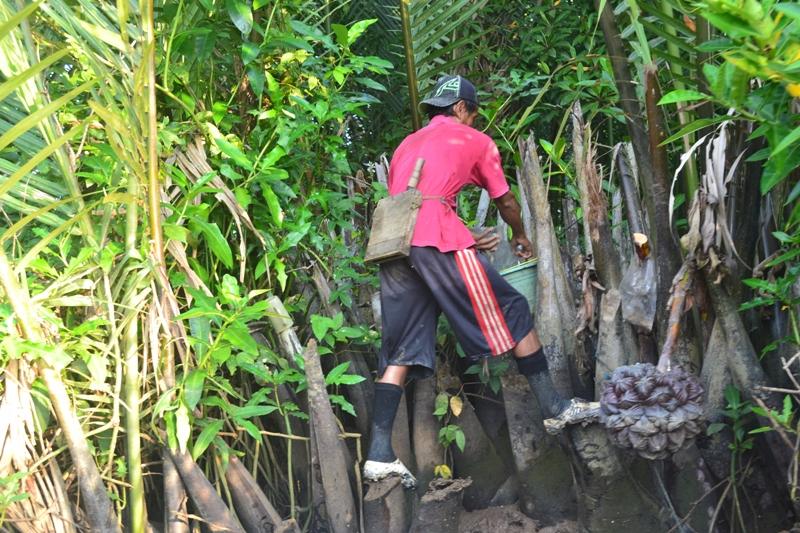 Penderes nipah di Ujungmanik, Desa hilir Laguna Segara Anakan, Cilacap. Nipah mencegah abrasi sekali