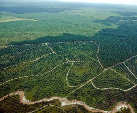 Ratusan Perkebunan Sawit di Riau tak Miliki Izin Pelepasan Kawasan Hutan