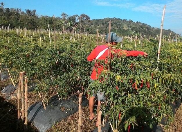 Menteri Pertanian: BUMN Diperintahkan Serap Cabai Petani