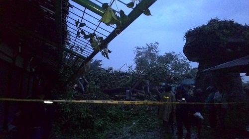 2 Warga Tewas Tertimpa Pohon di Kebun Binatang Gembira Loka Yogyakarta