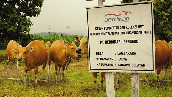 Swasembada Daging, Jokowi: Butuh 10 Tahun