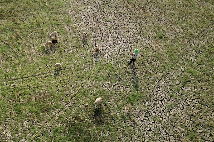 Ribuan Hektare Sawah di Jawa Barat Kekeringan