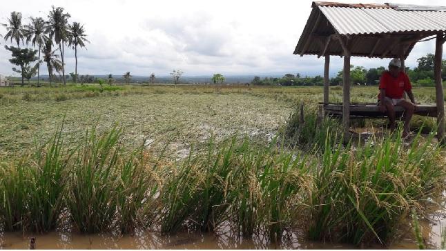 Puluhan Hektar Terendam Banjir, Petani Banyuwangi Terpaksa Panen Dini
