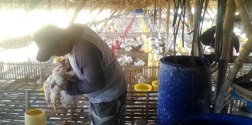 Panas Ekstrem, Ratusan Ayam Siap Panen di Jombang Mati 