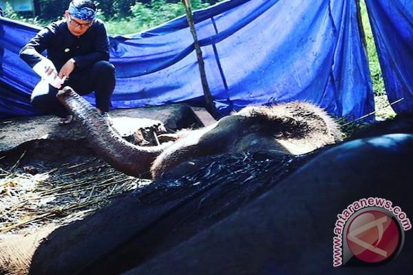 Kematian Gajah Yani, Menteri Siti: Perawatan Gajah Tidak Bisa Sembarangan